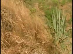 Grasses and Aloe vera, pan across valley, Bandhavgarh National Park, India Stock Footage