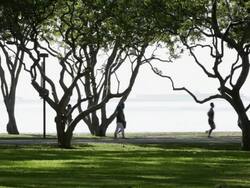 WS Joggers, men, women, running in early morning silhouette/Singapore Stock Footage