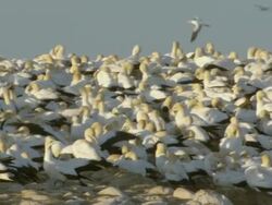 MS PAN Shot of Multitudes of nesting Cape gannets gathered on island preening and flapping wings / Namaqualand, Northern Cape, South Africa Stock Footage