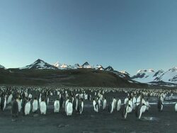 WS, PAN, King penguin (Aptenodytes patagonicus) rookery, snow capped mountains in background, South Georgia Island, Falkland Islands, British overseas territory Stock Footage