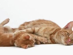 MS Shot of red tabby domestic female cat with Kitten / Vieux Pont, Normandy, France Stock Footage