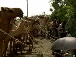 Line of camels standing with their owners on the side Stock Footage