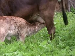Breakfast time Stock Footage
