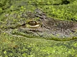 CU Shot of small alligator out of surface in water / Manteo, North Carolina, United states Stock Footage