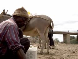 Man fills water canister from puddle in dried-up river bed Stock Footage