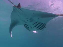 MS Pair of manta rays near surface / Hanifaru, Baa Atoll, Maldives    Stock Footage