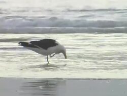 CU Shot of seagull searching in waves / South Africa Stock Footage