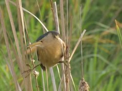 CU Shot of little bittern standing on reeds in pond / Tel Aviv, Dan Metropolitan,Gush Dan, Israel Stock Footage