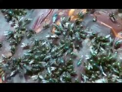 Flies on carcass, Nagarahole, Southern India Stock Footage