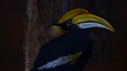 Hornbill bird on branch. Stock Footage