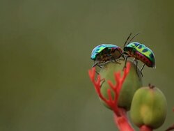 Insect Couple Stock Footage
