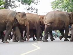 Elephants crossing the road. Stock Footage