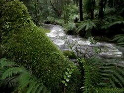 Rainforest Stock Footage