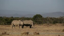 VOICED : Que sera del rinoceronte blanco del Norte News Clip