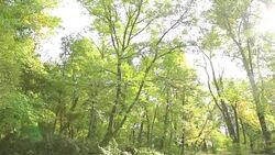 Sunflare In Forest Stock Footage