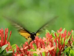 Butterfly feeding on flowers Stock Footage