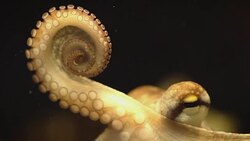 Octopus moves with black background Stock Footage