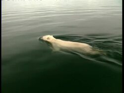 MS high angle, Polar bear swimming in water Stock Footage