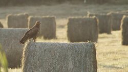 Lesser spotted eagle is hunting for rodents Stock Footage