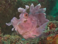 Rhinopias, pink fish, beauty shot by tunicates, Indonesia  Stock Footage
