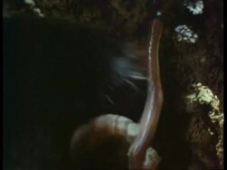 CU Mole, Talpa europaea, catching and eating worm, England, UK Stock Footage