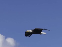 MS TS Bald Eagle gliding slowly overhead to landing / Boise, Idaho, United States Stock Footage