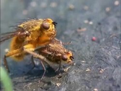 Dung Flies, pair of mating on cow pat, UK Stock Footage