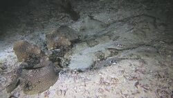 Rarely seen Wobbegong Shark found in Raja Ampat, Indonesia Stock Footage