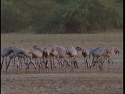 MS Flock of crane feeding in field, Gujarat, India Stock Footage