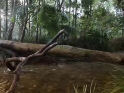 WS, PAN, Fallen tree across stream in tropical rainforest, Mossman, Queensland, Australia Stock Footage