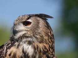 CU European eagle owl looking around / Vieux Pont, Normandy,  France Stock Footage