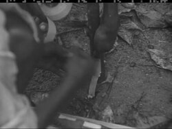 TEA AND RUBBER PLANTATIONS - NO SOUND News Clip