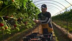 Male fruit picker harvests strawberries in poly tunnel. Stock Footage