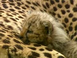 CU Adult Cheetah laying on ground with cub / Safari de Peaugres, France Stock Footage