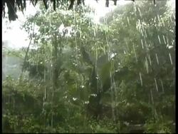Tropical rain falling in the forest, MS low angle, Panama, Central America Stock Footage