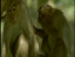MS pair of Bonnet Macaques, Macaca radiata, mutually grooming in tree, Western Ghats, India Stock Footage