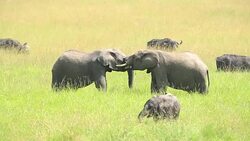African Elephants loving / playing at wild Stock Footage