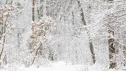 Winter landscape. Young oak grows in forest. Stock Footage