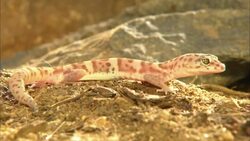 A gecko perches on a dirt mound then crawls away. Stock Footage