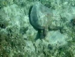 HD Video of Luth Turtle in water Stock Footage