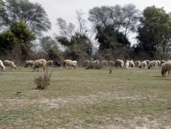 Sheep in a Pasture Stock Footage