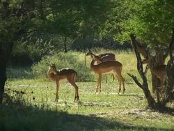 Impala antelopes Stock Footage