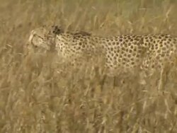 MS PAN Cheetah walking through floodplain waters and dry grass / Okavango Delta, North West District, Botswana Stock Footage
