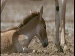 CU Wild Ass foal lying down in shade of mother, Heat haze, Gujarat, India Stock Footage