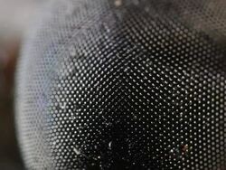 Close-up of the compound eye of a giant horsefly (family Tabanidae). Filmed in the Ecuadorian Amazon Stock Footage