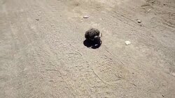 HD: Dung Beetle and it's Poo Stock Footage