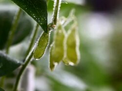 Soya grain Stock Footage