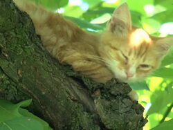 Tired kitten relaxing on a branch Stock Footage