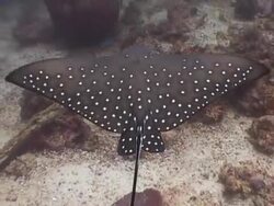 Juvenile Eagle Ray swimming over the reef Stock Footage