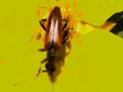 NTSC Beetle Stock Footage